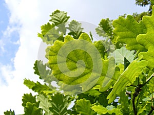 Green oak leaves