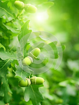 Green oak leaves and acorns