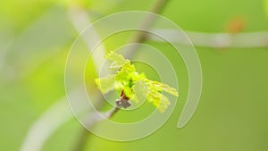 Green oak leaves background. Spring new leaves under sunlight on a branch. Close up.