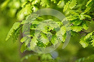 Green oak leaves (Quercus petraea)