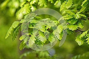 Green oak leaves (Quercus petraea) photo