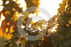 Green oak leaves at sunset