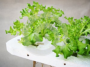 Green oak Lettuce