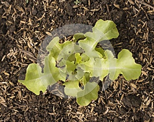 Green Oak Lettuce