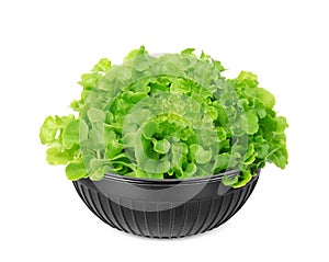 Green oak lettuce in the black cup isolated on white background