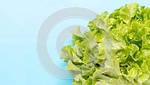 Green Oak Lettuce on blue background