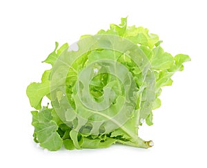 Green oak lettuce isolated on white