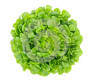 Green oak lettuce leaf isolated on white background