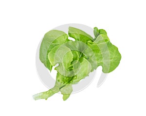 Green oak lettuce leaf on white background