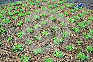 Green oak lettuce plant in farm