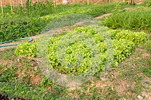 green oak lettuce plant growing in farm. vegatable plantation  in garden