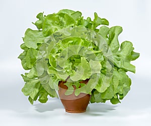 Green oak lettuce with pot on white background