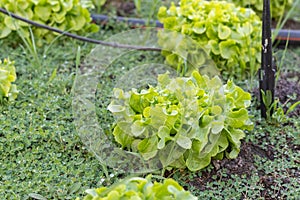 Green Oak Lettuce salad
