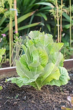 Green Oak Lettuce salad