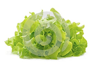 Green oak lettuce with water drops on white background