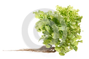 Green oak lettuce on white background