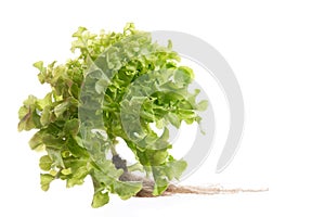 Green oak lettuce on white background