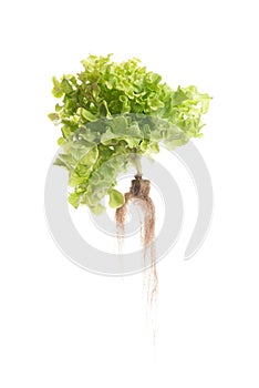 Green oak lettuce on white background