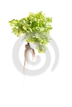 Green oak lettuce on white background