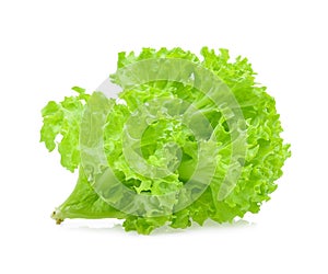 Green oak lettuce on white background