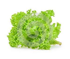 Green oak lettuce on white background