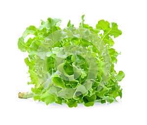 Green oak lettuce on white background