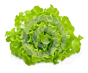 Green oak lettuce on white background