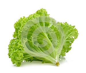 Green oak lettuce on white background