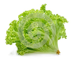 Green oak lettuce on white background