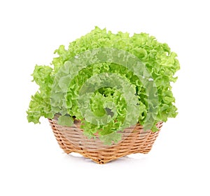 Green oak lettuce in wood basket isolated on white