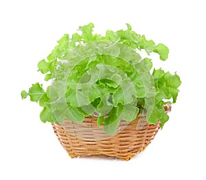 Green oak lettuce in wood basket isolated on white