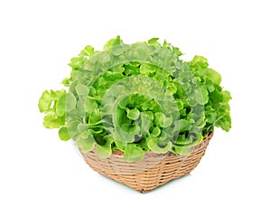 Green oak lettuce in wood basket isolated on white background