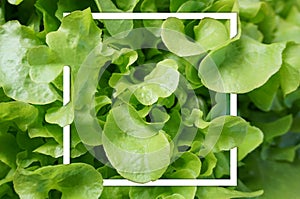 Green oak lettuces with white frame