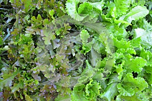 Green oak and rea oak lettuce vegetable salad background texture