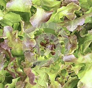 Green oak and rea oak lettuce vegetable salad isolate on white background