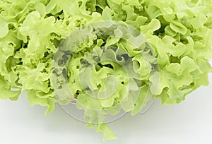 Green oak and rea oak lettuce vegetable salad isolate on white background