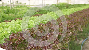 Green oak red oak lettuce in hydroponic greenhouse,