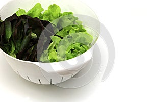 Green oak red oak salad in white basket on isolated white background