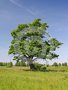 Green oak tree