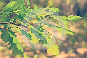 Green oak tree branch in a forest