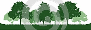 Green Oak Tree Forest Environment