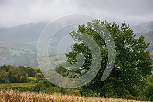 green oak tree on the hill in autumn