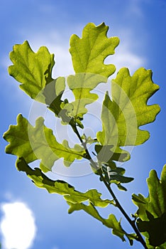 green oak tree leaves