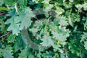 Green oak tree leaves background. Natural summer photo