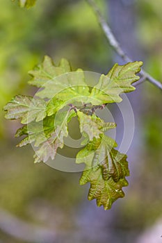 Green oak tree leaves. Fresh and green leaves in the deciduous forest