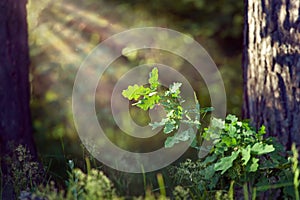 Green oak tree leaves under sun rays in deep wood