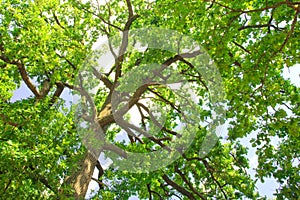 Green oak tree in the morning