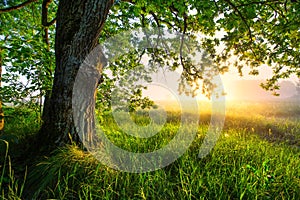 Green oak tree in the morning. Amazing summer landscape.