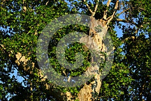 Green oak tree in the morning