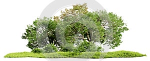 Green oak trees, shrubs and meadow isolated on white background. Realistic 3D render.